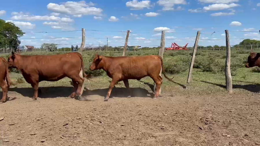 Lote 190 Terneras