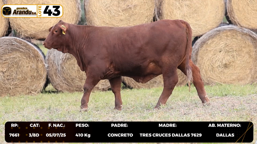Lote LOTE 43