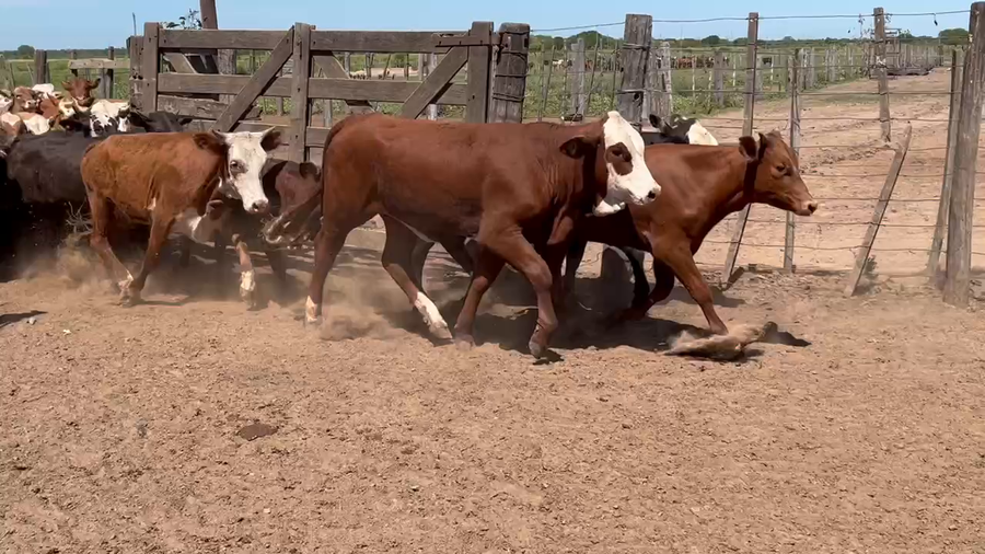 Lote 110 Terneras en Gral. San Martín, Chaco
