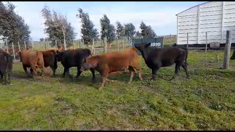 Lote 10 Novillitos en Benito Juárez, Buenos Aires