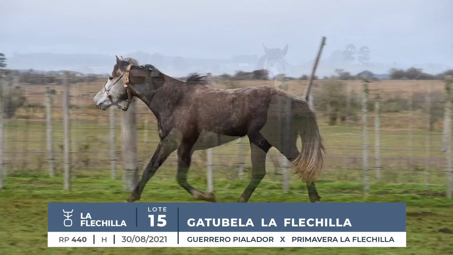 Lote GATUBELA LA FLECHILLA