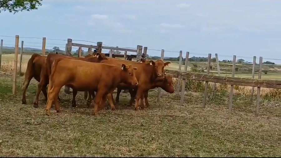 Lote 6 Vaquillonas 1 a 2 años RED ANGUS a remate en Remate Presencial en OMBUES DE LAVALLE