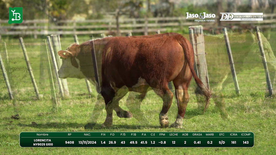 Lote Toros