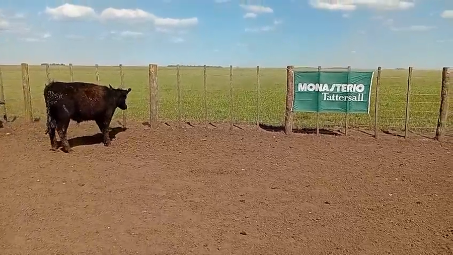 Lote 69 Novillitos en Benito Juárez