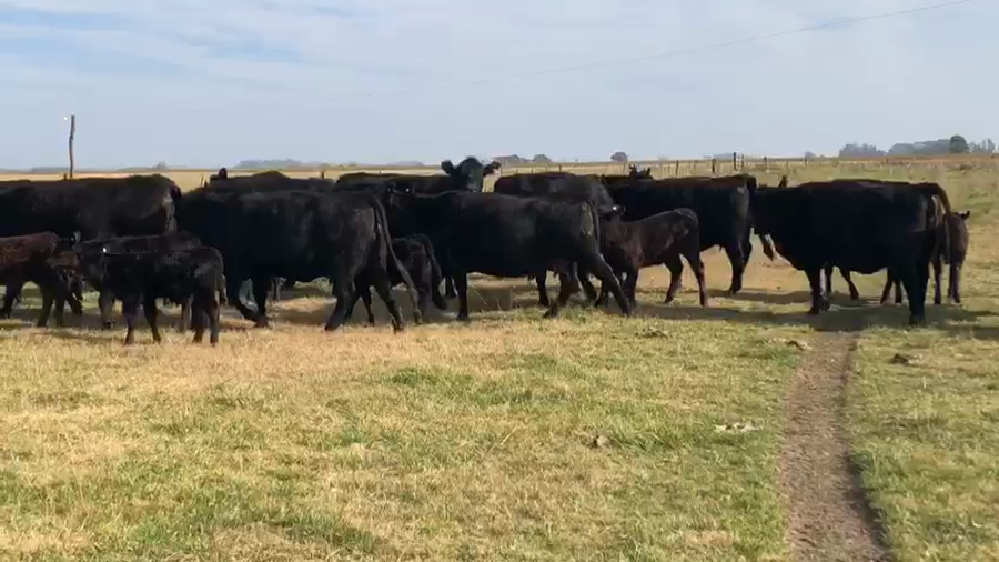 Lote 14 Vacas medio uso C/ cria en Azul, Buenos Aires