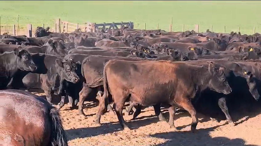 Lote 35 Vacas nuevas C/ gtia de preñez en Buenos Aires, Bragado