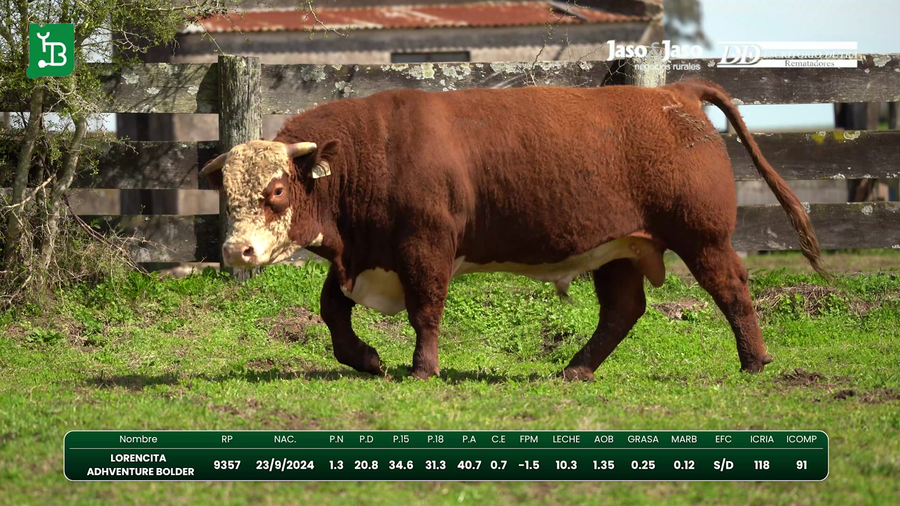 Lote Toros