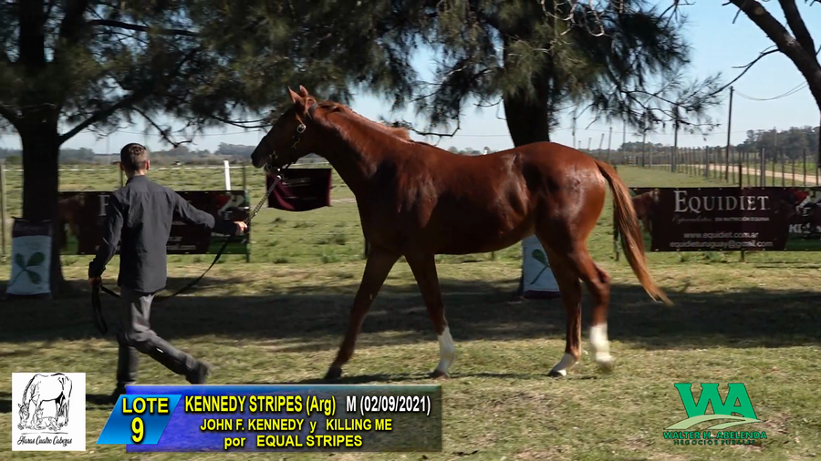 Lote KENNEDY STRIPES (ARG)
