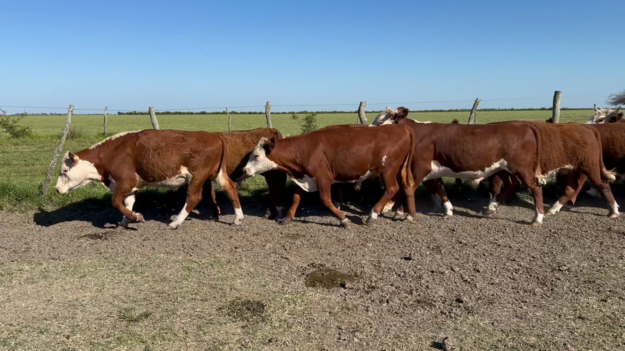 Lote 72 Novillitos en Entre Ríos, San Jaime