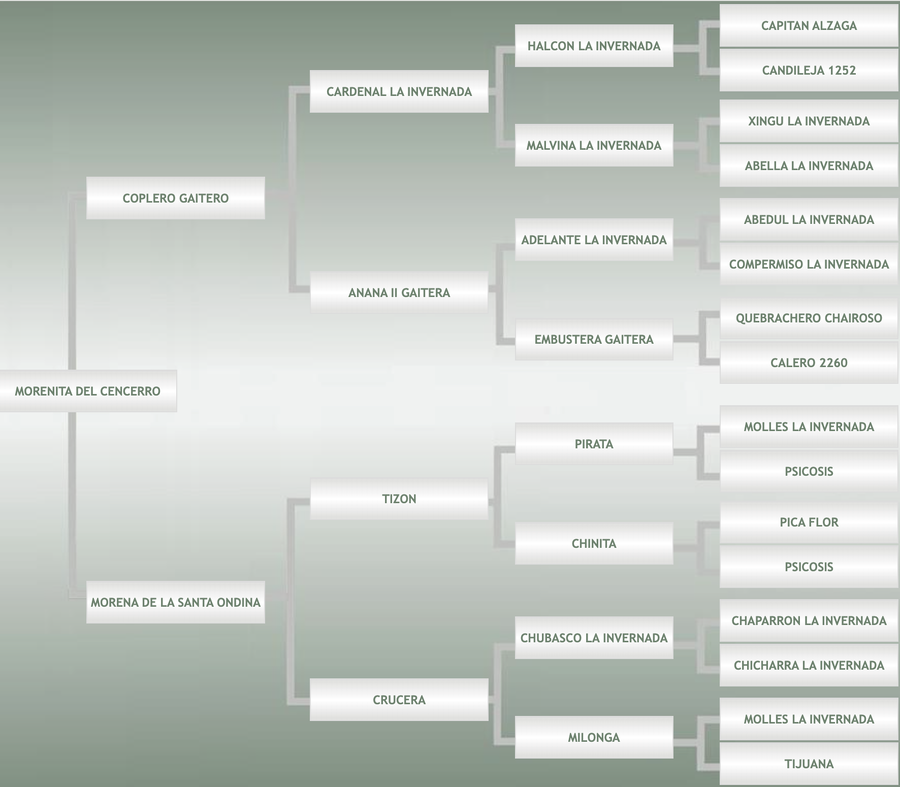Lote Morenita Del Cencerro