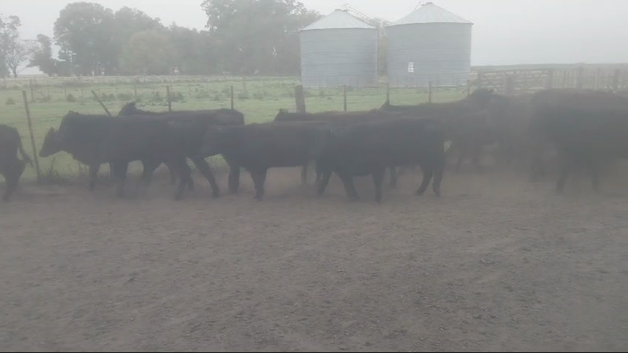 Lote 43 Terneros/as en Chillar