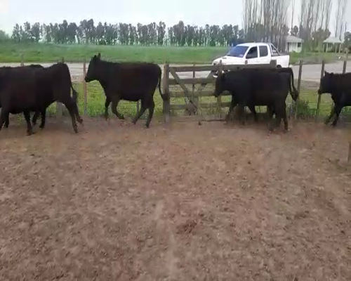 Lote 130 Terneras en Cañuelas, Buenos Aires