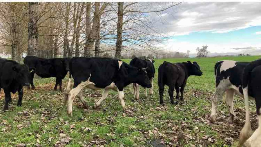 Lote 45 Novillo Gordo en Río Bueno, XIV Región Los Ríos