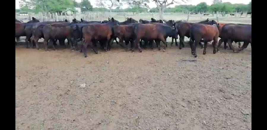 Lote 30 Novillitos en Villaguay, Entre Ríos