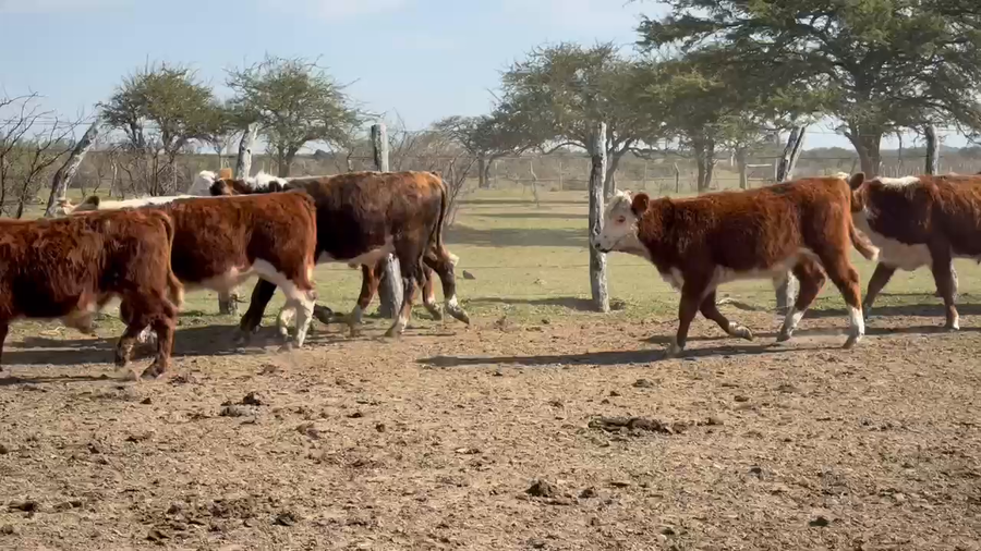 Lote 125 Terneros en Corrientes, Mercedes