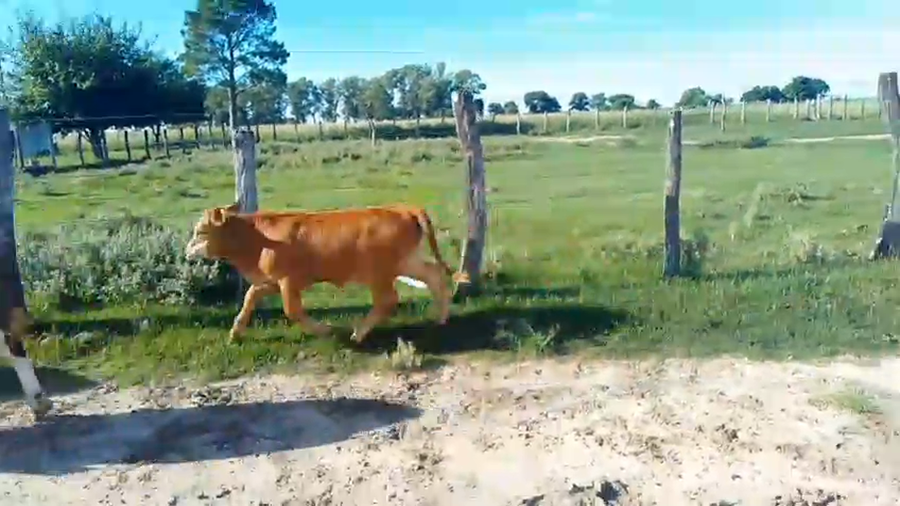 Lote 22 Vacas CUT con cría en Corrientes, Mariano I. Loza