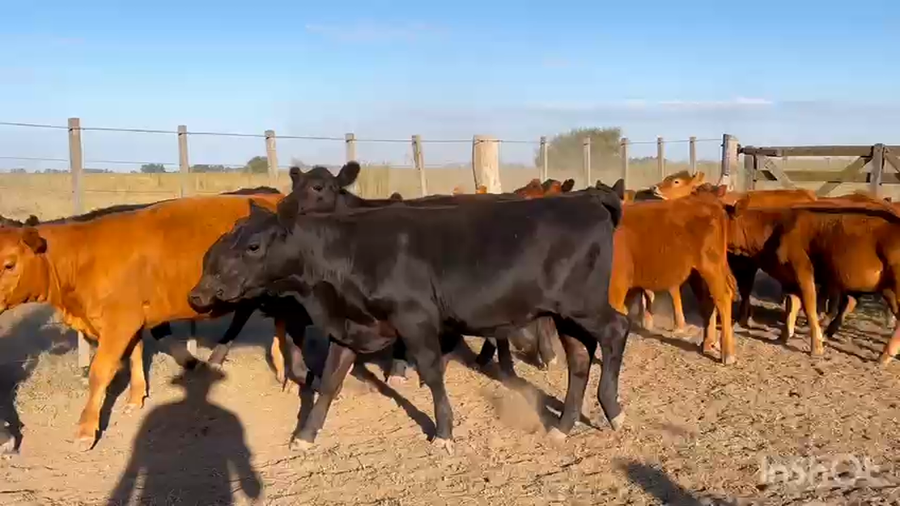 Lote 36 Terneras