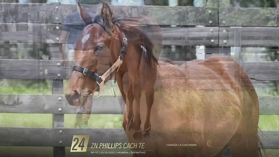 Lote Yeguarizos a remate en 6° Remate Especial de Velocidad, Montevideo