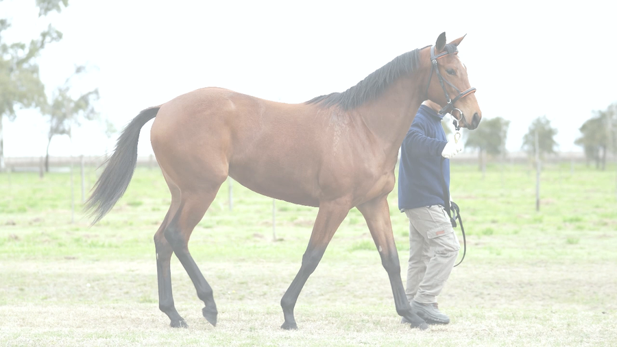Lote VILLANA DE COPLAS (VILLAGE KING -  VICHIGASTA)