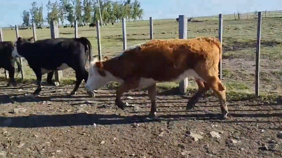 Lote Vacas de Invernada