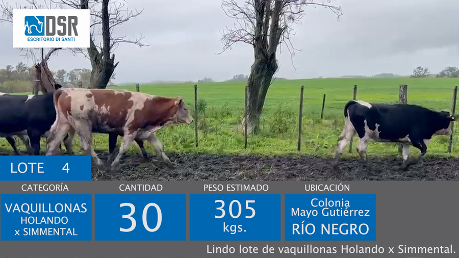 Lote 30 Vaquillonas  a remate en Pista y Pantalla - Escritorio Di Santi, Florida