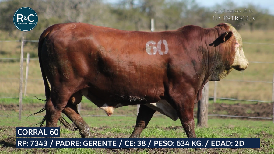 Lote Toro Braford