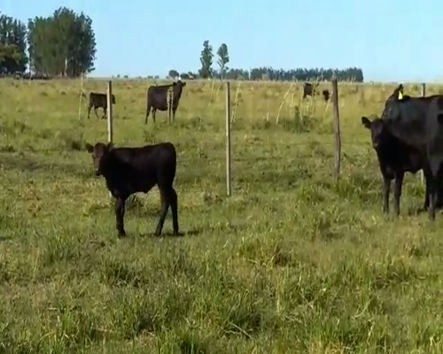 Lote 22 Vacas en Concordia, Entre Ríos