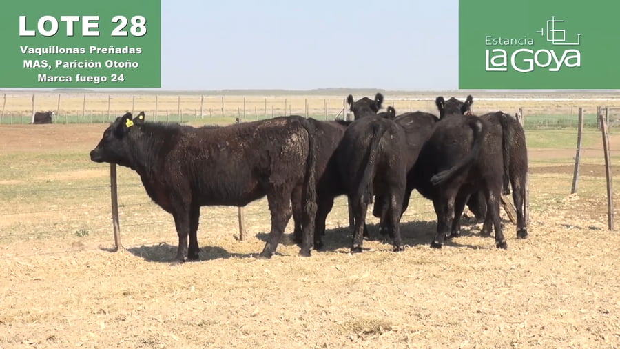 Lote VAQUILLONAS PREÑADAS MAS PARICIÓN OTOÑO