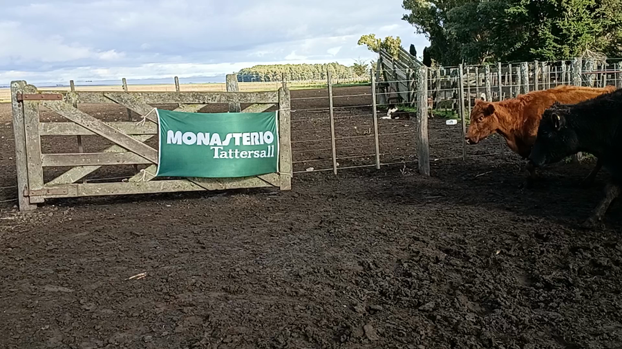 Lote 35 Vacas de invernar