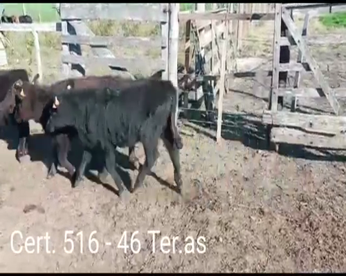 Lote (Vendido)46 Terneras a remate en Remate virtual de Coco Morales & Asoc. 120kg -  en  RUTA 2 KM 178 A 8 KM DE CARDONA