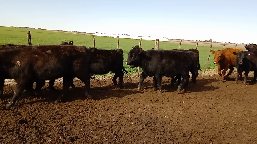 Lote 16 Terneras en Salazar, Buenos Aires