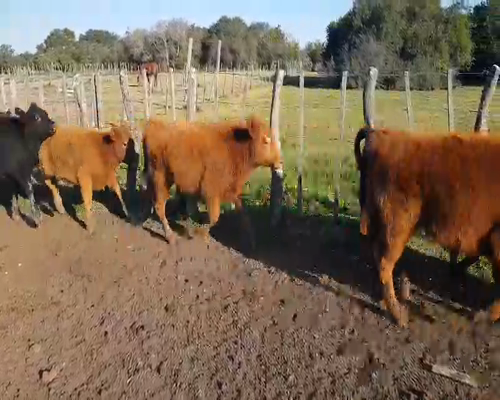 Lote 70 Terneros/as en Sauce, Corrientes