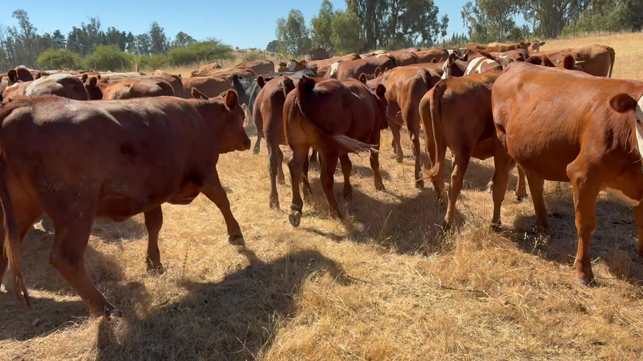 Lote 118 Vaquilla Engorda en Cauquenes, VII  Región Maule