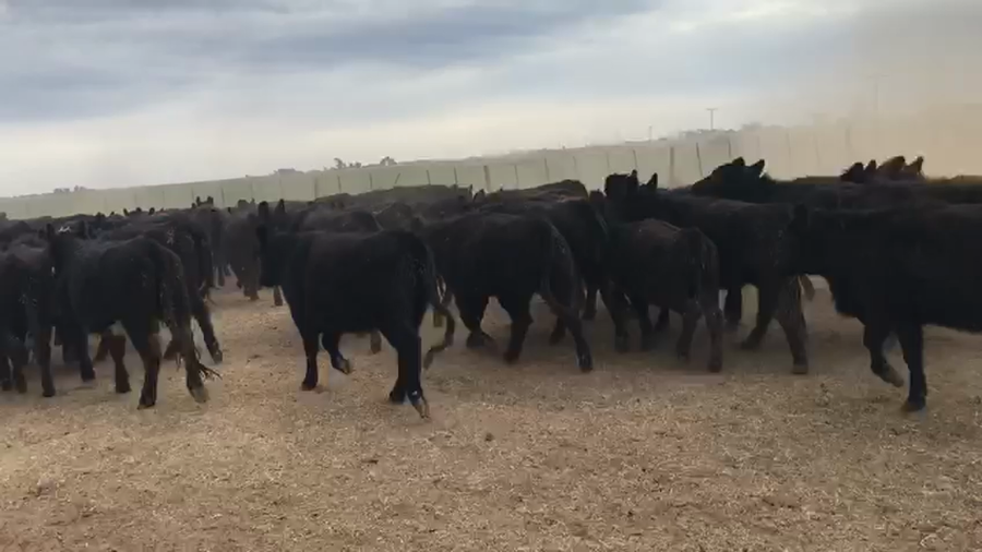 Lote 86 Vaquillonas en Gral. Villegas, Buenos Aires