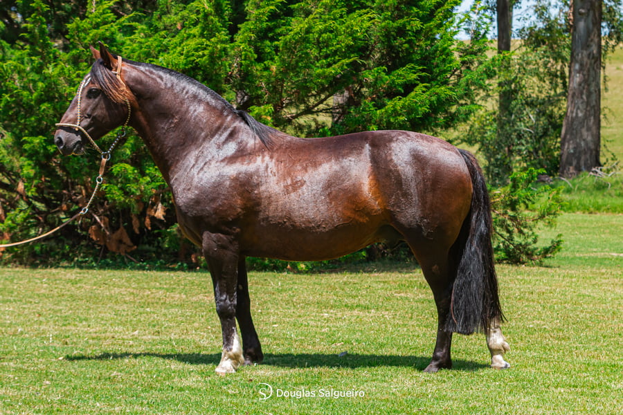 Lote QUELEN COPUCHENTO