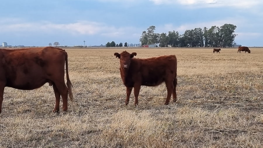 Lote 63 Terneras en Buenos Aires, Tapalqué
