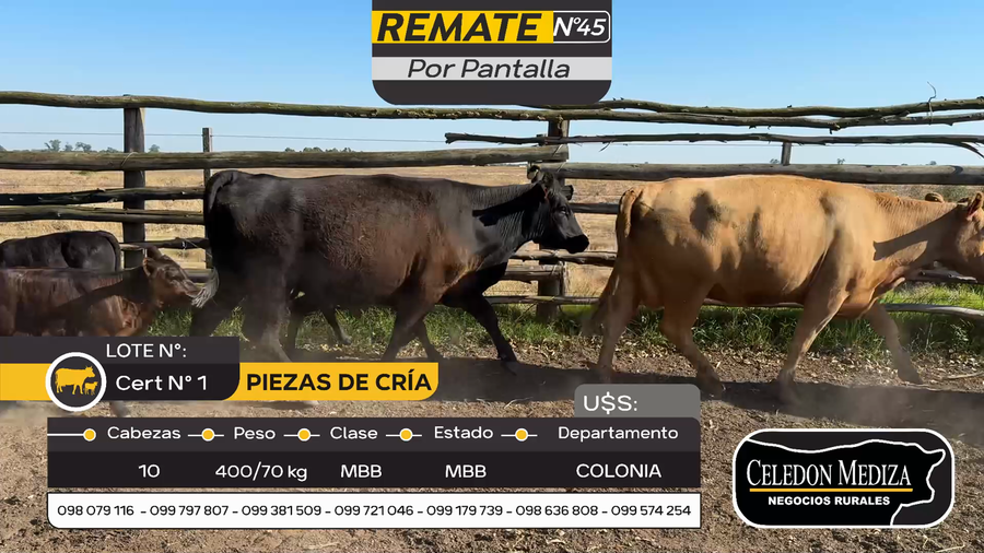 Lote 10 Piezas de cría en Otra Localidad, Colonia