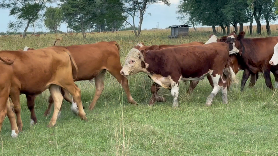 Lote 50 Novillitos en Corrientes, Mercedes