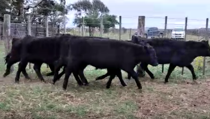 Lote 80 Terneros/as de 190Kg en Canals, Córdoba