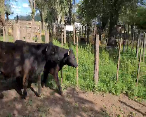 Lote 3 Vaquillonas en Gral. Lamadrid, Buenos Aires
