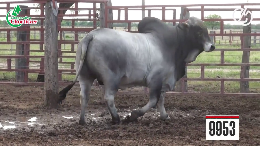 Lote Brahman