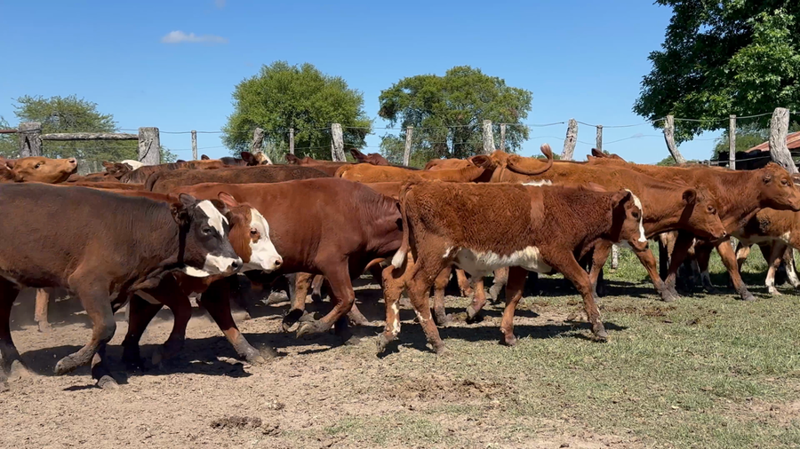 Lote 75 Terneros en Corrientes, Perugorría