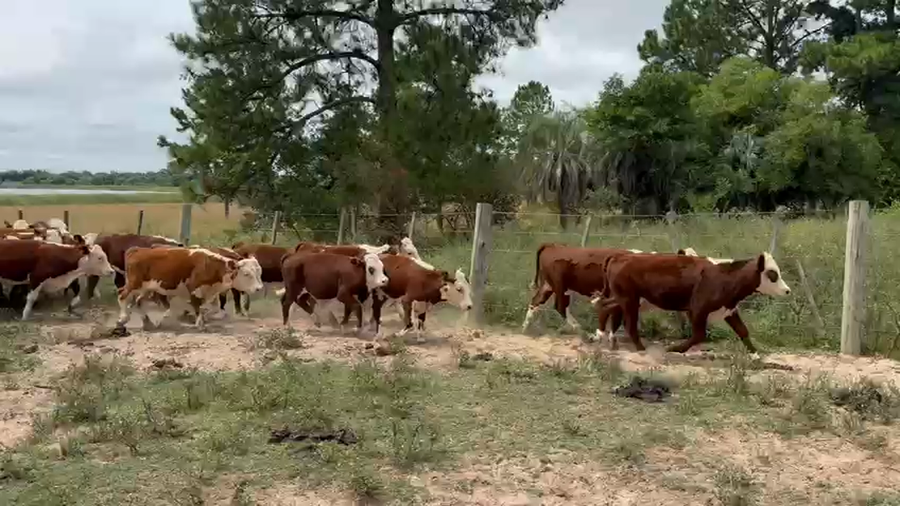 Lote 80 Terneros en Corrientes, Tatacua