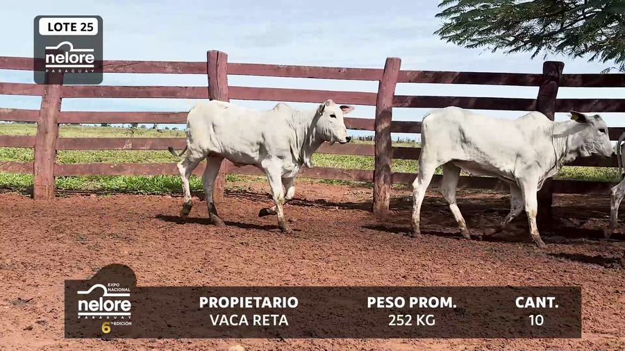 Lote LOTE 25