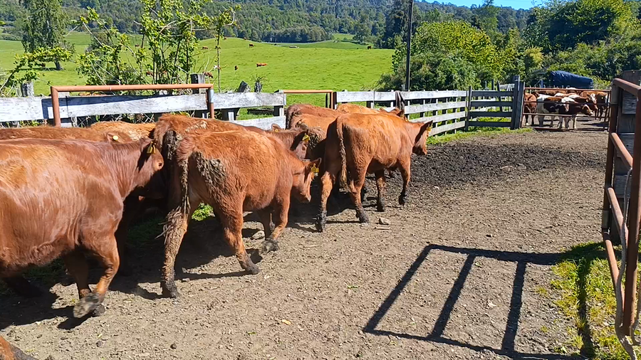 Lote 50 Vaquilla Engorda en Futrono, XIV Región Los Ríos