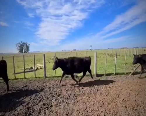 Lote 36 Vacas en Magdalena, Buenos Aires