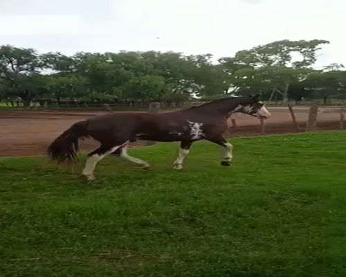 Lote 1 PADRILLO OVERO, JUAREZ CELLMAN CORDOBA