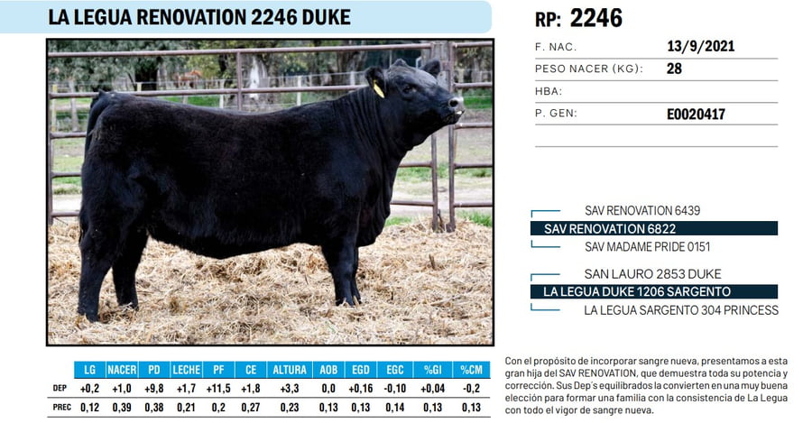 Lote VAQUILLONAS ANGUS  PP