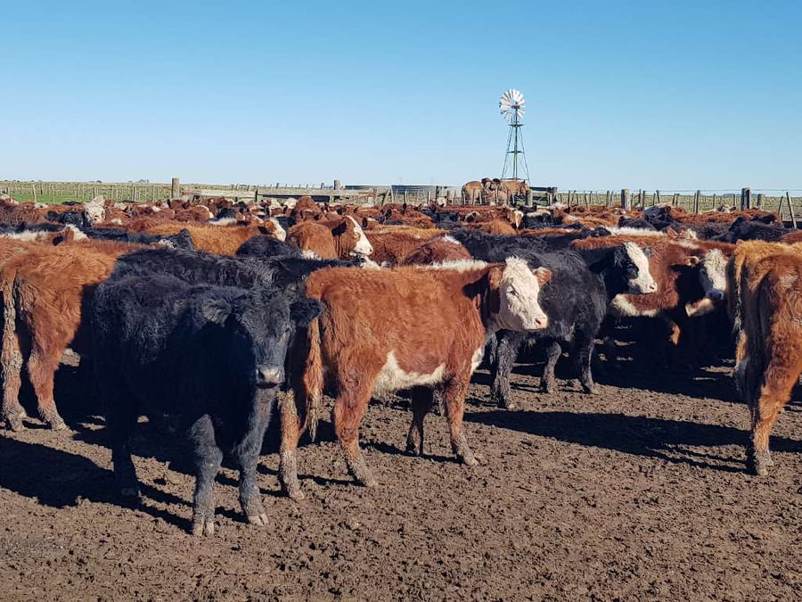 Lote 65 Terneros en Benito Juárez, Buenos Aires