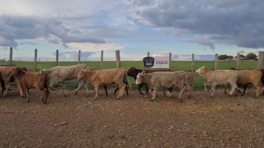 Lote 17 Terneras Cruza Carnicera a remate en PARADA DEL TERNERO 112kg -  en Parada fariña